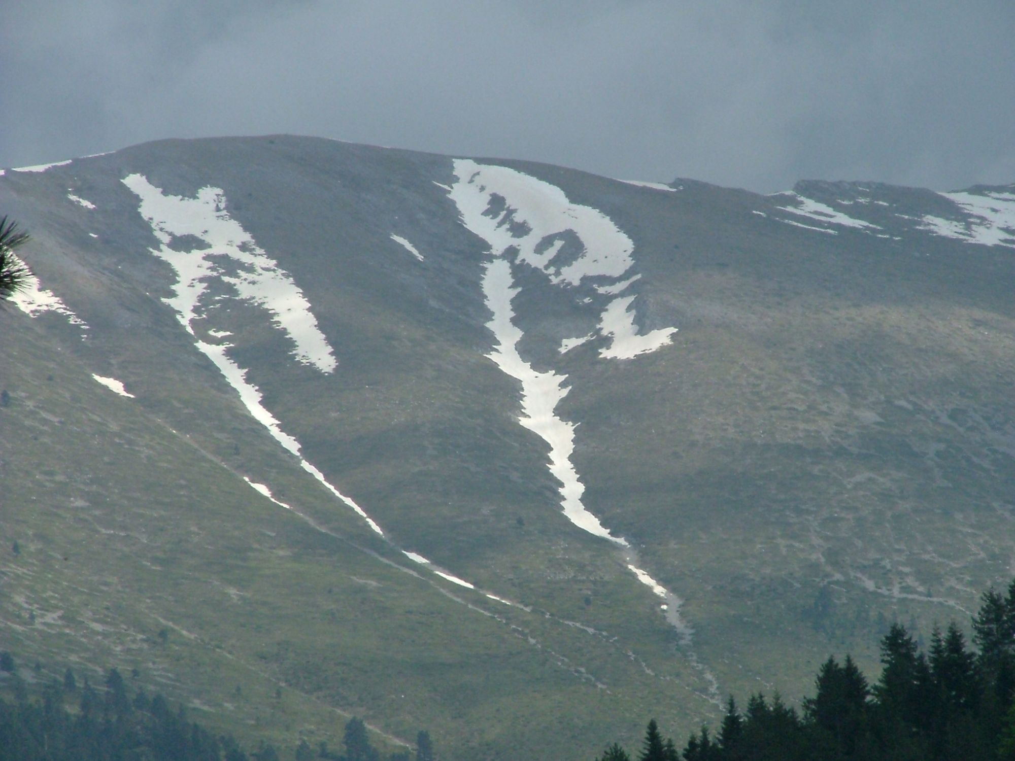 The high slopes of Mount Olympus streaked with late snow above dark pine forest